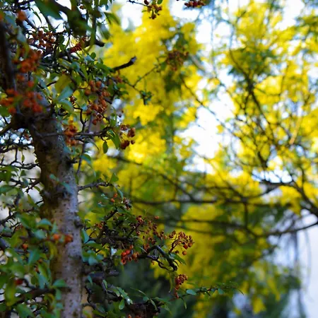 Hotel Restorant Halal Il Tramonto. Vorë