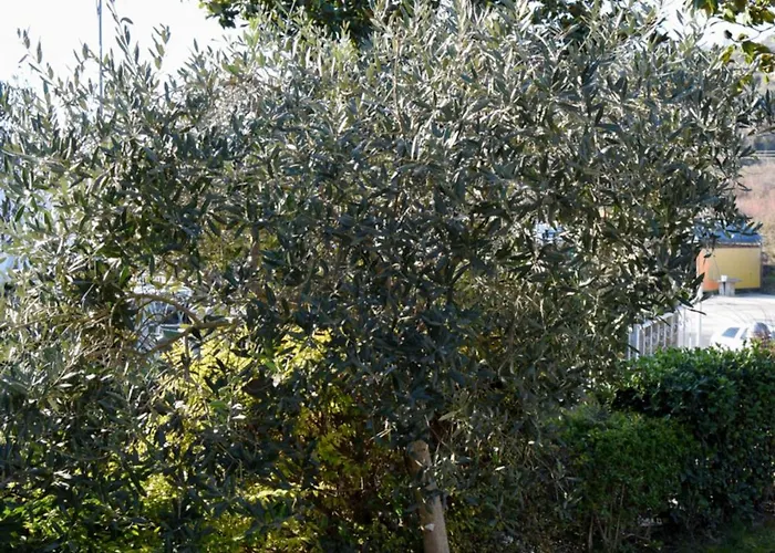 酒店 Restorant Halal Il Tramonto. 4*